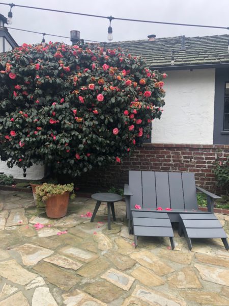 Carmel rose tree