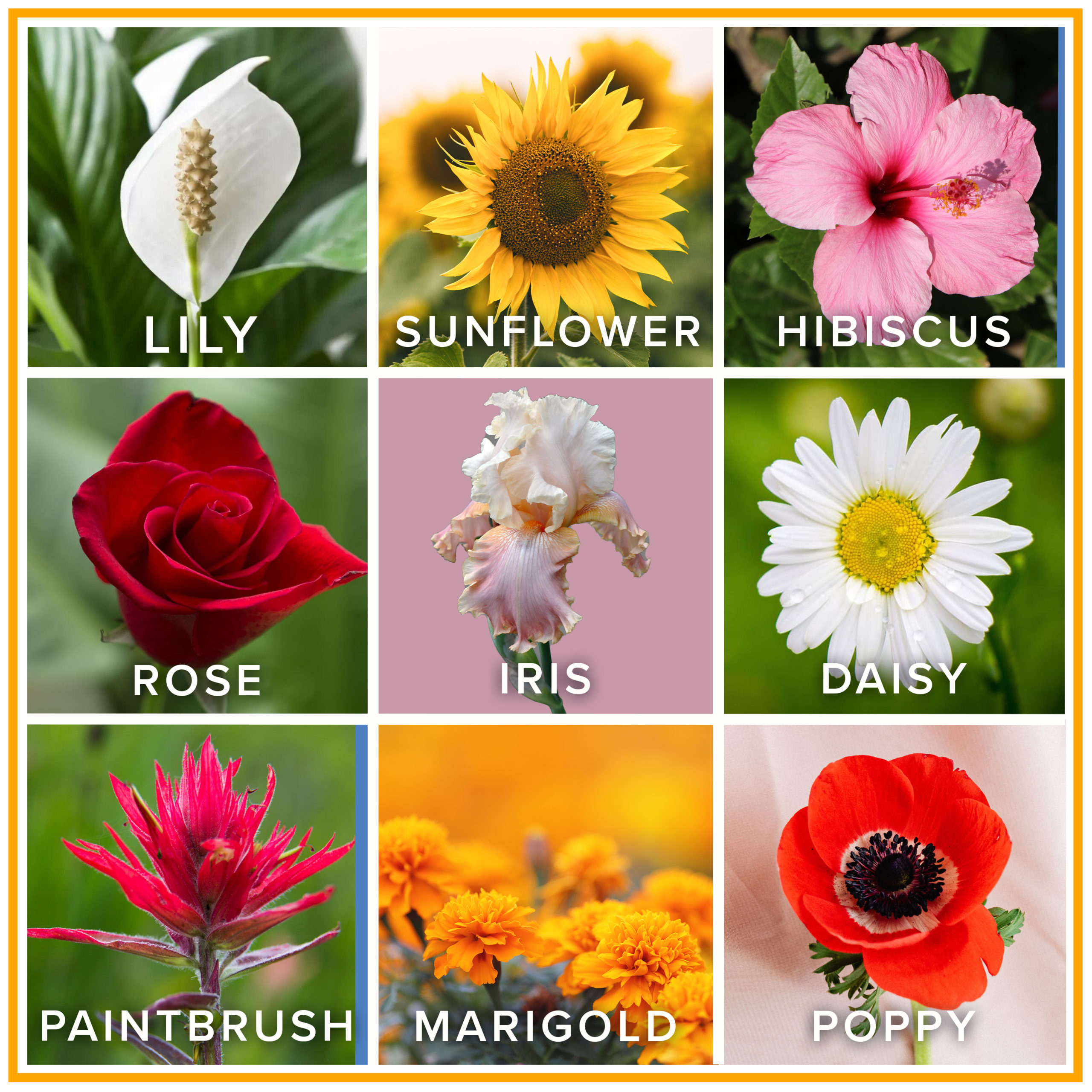 Pick Your Favorite Flower, And We’ll Pick Your New Favorite Artist ...