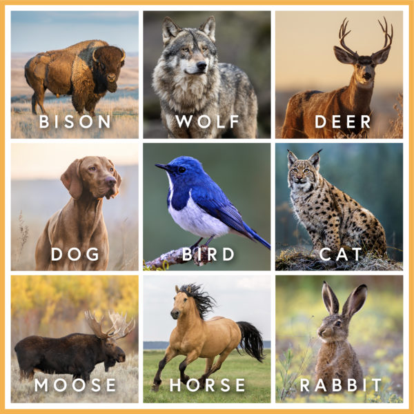 Pick Your Favorite Animal, And We’ll Show You Your New Favorite Artwork