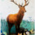 Mountain Migrations: The Art and Wonder of Elk and Moose in Motion